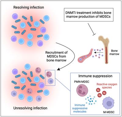 Epigenetic targeting of myeloid-derived suppressor cells: time to move into infectious diseases?